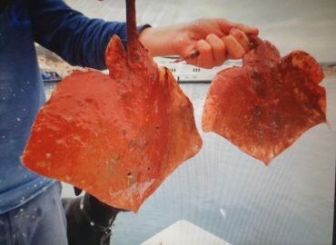 Boues rouges : l’État perd pied en nageant au secours d’ALTEO