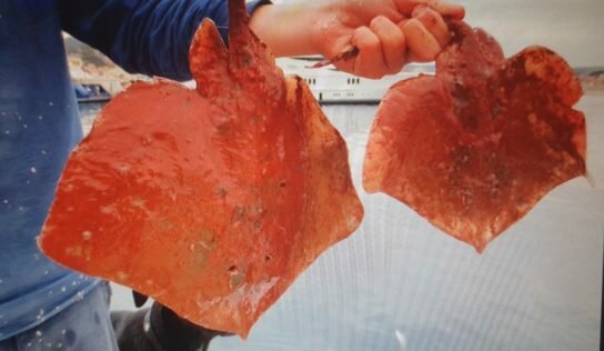 Boues rouges : l’État perd pied en nageant au secours d’ALTEO
