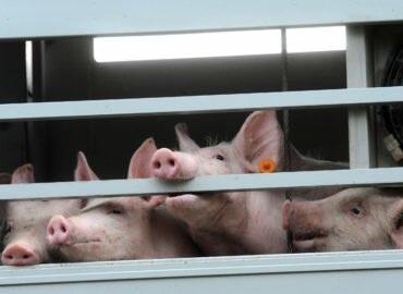 Transport des animaux: création de la première Commission d’enquête
