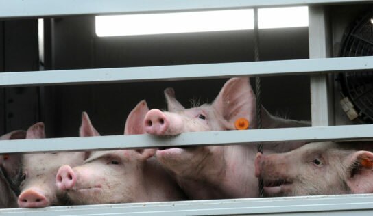 Transport des animaux: création de la première Commission d’enquête