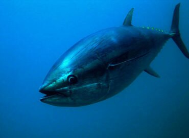 Thon rouge : un vote en demi-teinte en commission de la Pêche