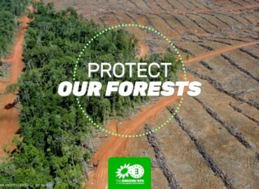 Déforestation et autres dommages environnementaux : les entreprises doivent pouvoir être tenues responsables