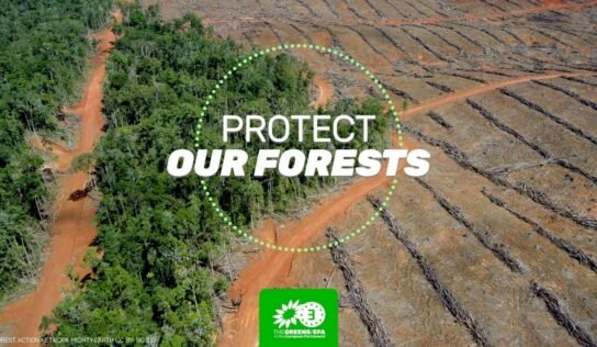 Déforestation et autres dommages environnementaux : les entreprises doivent pouvoir être tenues responsables
