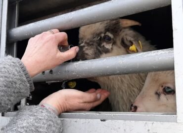 Transport d’animaux vers l’Italie : retour sur notre mission (Vidéo)