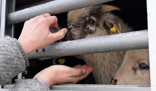 Transport d’animaux vers l’Italie : retour sur notre mission (Vidéo)