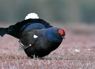 Stop à la chasse du Tétras lyre dans les Hautes-Alpes !