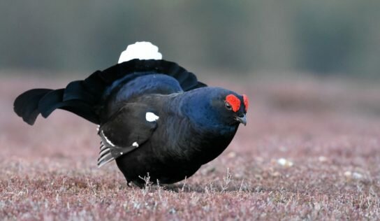 Stop à la chasse du Tétras lyre dans les Hautes-Alpes !