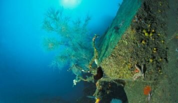 Letter to the Commissionner calling for a ban on bottom fishing in the Fishing Recovery Area (FRA) of the Gulf of Lion!