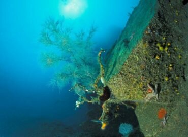 Letter to the Commissionner calling for a ban on bottom fishing in the Fishing Recovery Area (FRA) of the Gulf of Lion!
