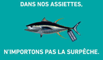 Journée mondiale du thon : l’albacore en danger dans l’Océan Indien