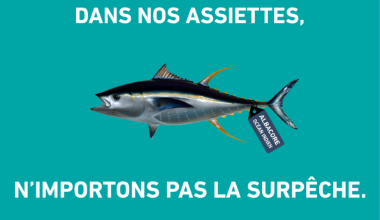 Journée mondiale du thon : l’albacore en danger dans l’Océan Indien