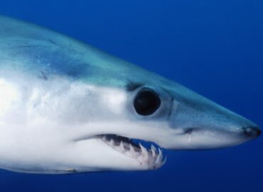 Requins mako en danger : réponse de la Commission européenne