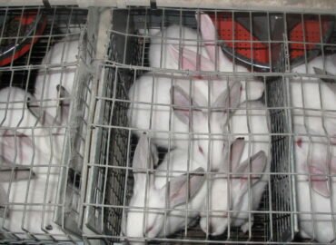 End The Cage Age : vers la fin de l’élevage en cage.