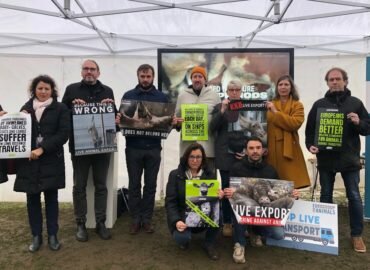 Transport des animaux : La Commission d’enquête du Parlement européen conclut ses travaux
