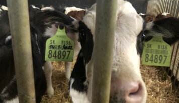 Enquête sur le transport des veaux en Europe