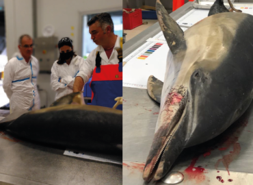 Stopper les échouages de dauphins dans le Golfe de Gascogne : visite et autopsie à l’observatoire PELAGIS