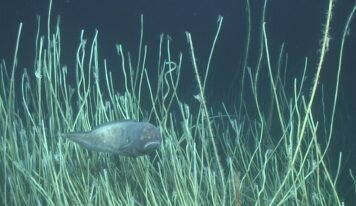 Des parlementaires du monde entier demandent un moratoire sur l’exploitation minière des fonds marins