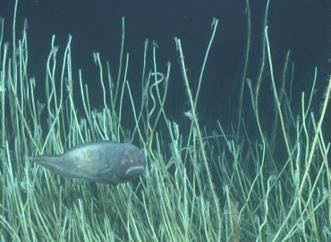 Des parlementaires du monde entier demandent un moratoire sur l’exploitation minière des fonds marins