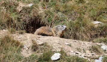 STOP à la chasse à la marmotte !