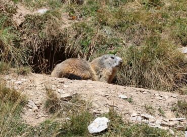 STOP à la chasse à la marmotte !