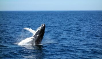 COP15 sur la biodiversité: un accord « historique » mais insuffisant face à la crise du vivant