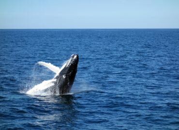 COP15 sur la biodiversité: un accord « historique » mais insuffisant face à la crise du vivant