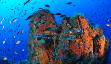 Nature Restoration law: conference in the EP on initiatives to restore marine ecosystems