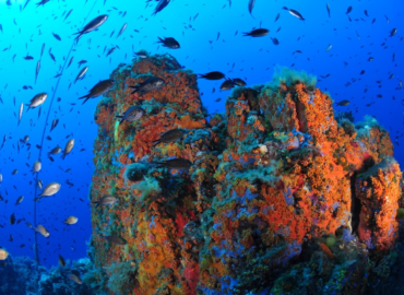 Nature Restoration law: conference in the EP on initiatives to restore marine ecosystems