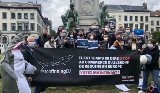 Initiative citoyenne Stop Finning : vers l’interdiction du commerce d’ailerons de requins