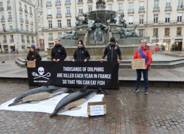 Échouages de dauphins : en mer avec Sea Shepherd avant une victoire au Conseil d’État
