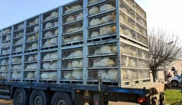 Transport des animaux : la Commission publie sa proposition de réforme.