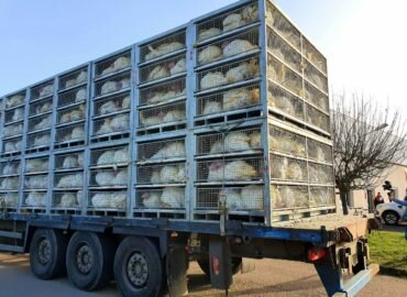 Transport des animaux : la Commission publie sa proposition de réforme.