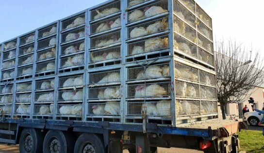 Transport des animaux : la Commission publie sa proposition de réforme.
