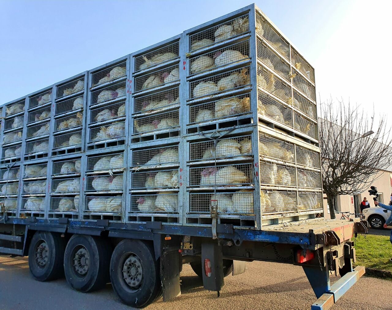 Camion transportant des dindes à Blancafort