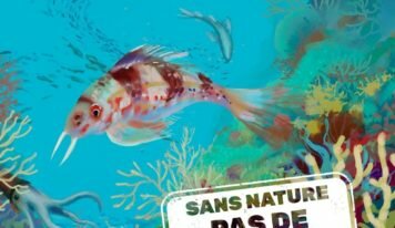 Plan d’action de l’UE pour les écosystèmes marins: la droite européenne et ses alliés enterrent une occasion de protéger les océans et d’entamer une transition dans la pêche