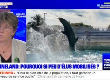 Marineland : se mobiliser pour que cesse enfin la captivité des cétacés